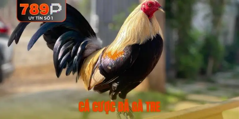 cá cược đá gà tre