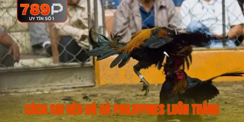 Cách soi kèo đá gà Philippines luôn thắng