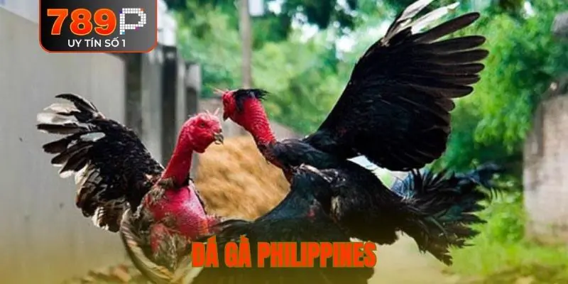 đá gà Philippines