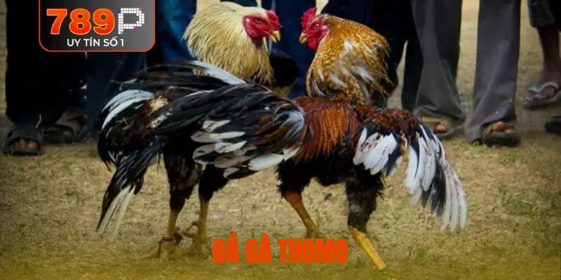 đá gà Thomo