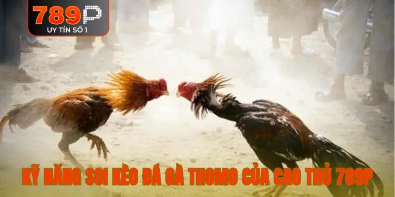 Kỹ năng soi kèo đá gà Thomo của cao thủ 789P
