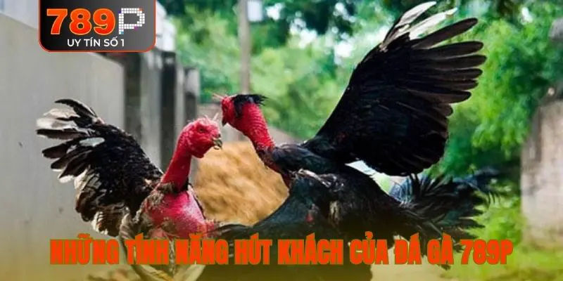 Những tính năng hút khách của đá gà 789P