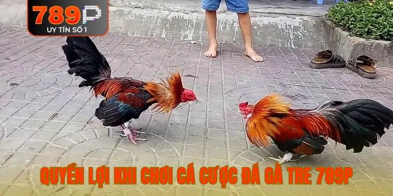 Quyền lợi khi chơi cá cược đá gà tre 789P