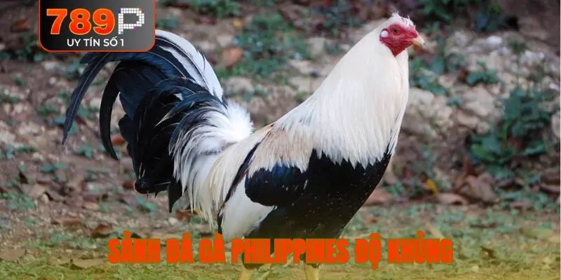 Sảnh đá gà Philippines độ khủng