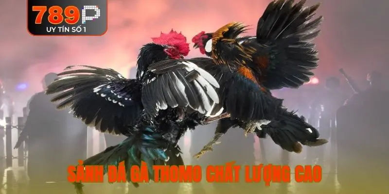 Sảnh đá gà Thomo chất lượng cao