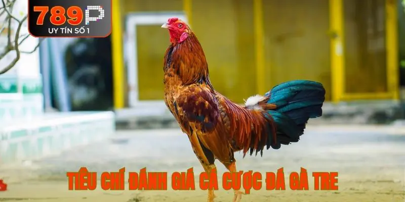 Tiêu chí đánh giá cá cược đá gà tre