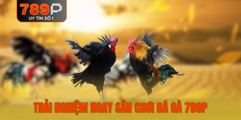 Trải nghiệm ngay sân chơi đá gà 789P
