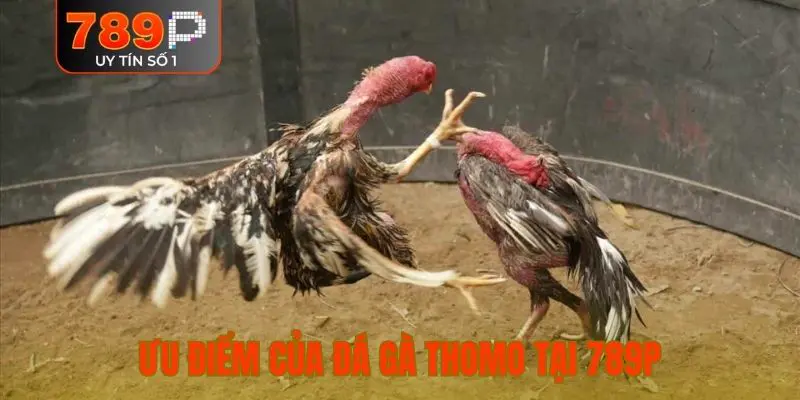 Ưu điểm của đá gà Thomo tại 789P